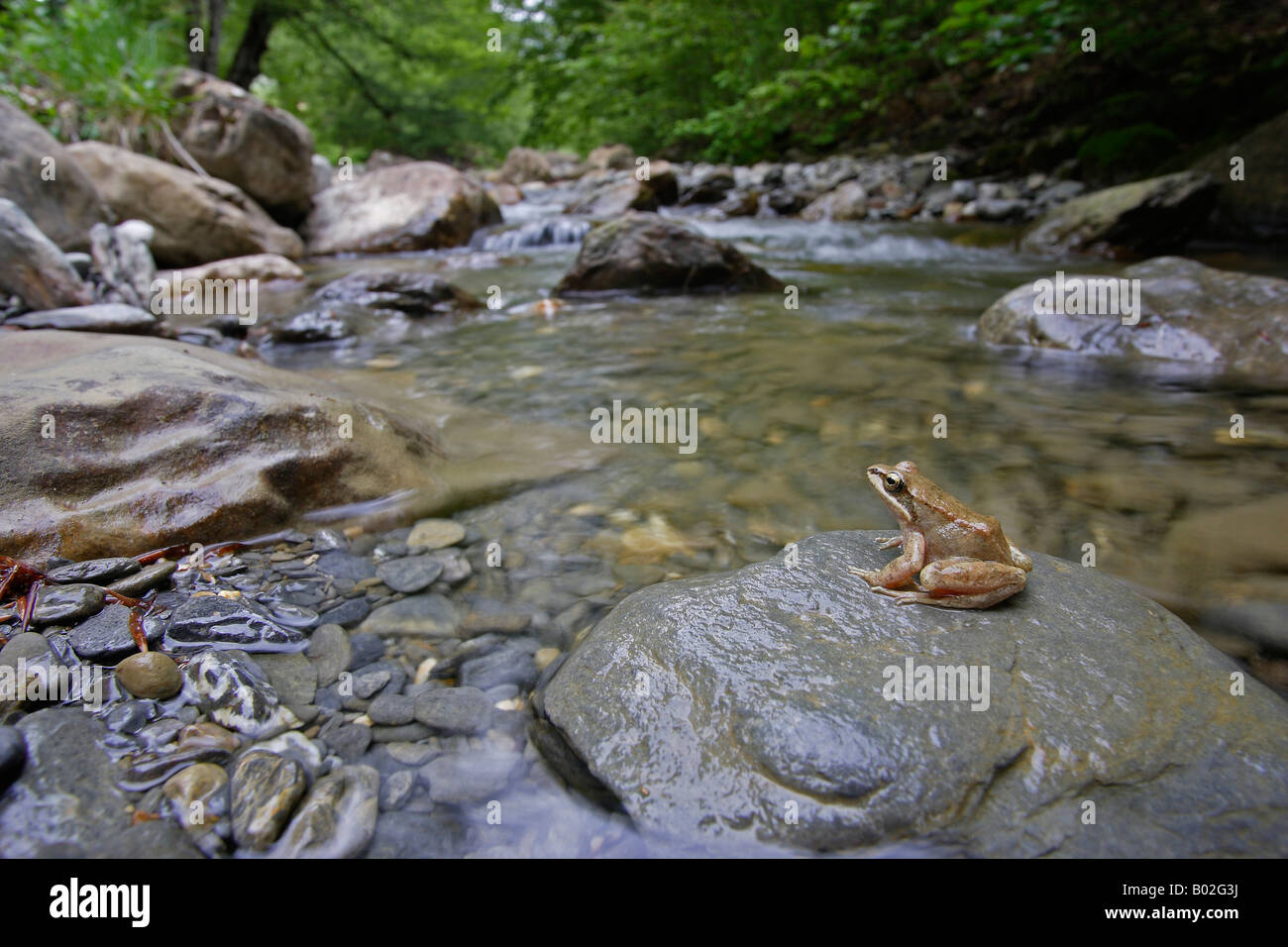 Rana dei Pirenei (Rana pyrenaica) seduto su una roccia in un flusso Foto Stock