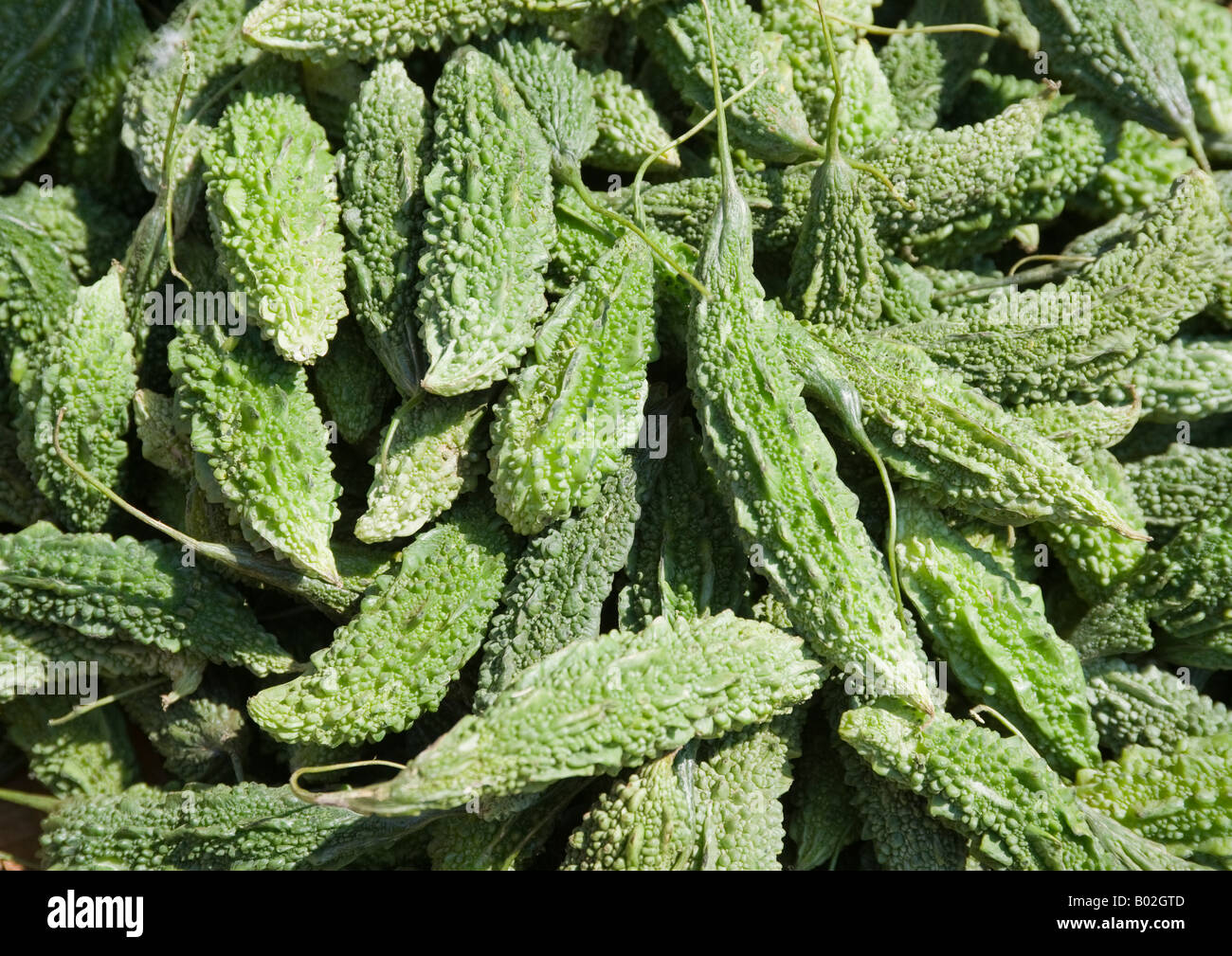 Gourd amaro frutti di rapida crescita stagionale caldo Cucurbitaceae vite sono le più aspre e più nutriente di tutte le verdure. Foto Stock