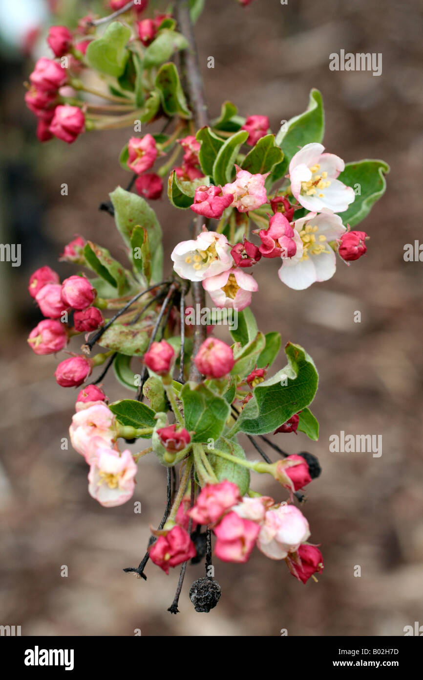 MALUS SARGENTII BLOSSOM Foto Stock