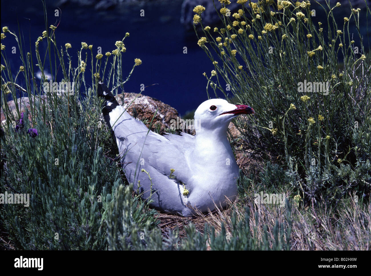 Audouins Gull Larus audouinii al nido nel Parco Nazionale Arcipelago Toscano Italia Foto Stock