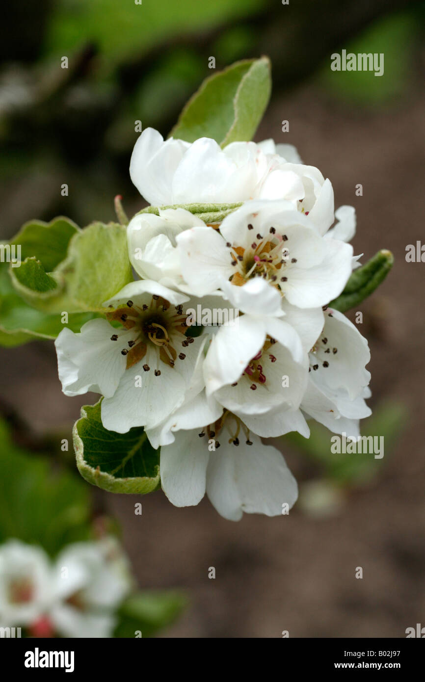PYRUS COMMUNIS BETH AGM PEAR BLOSSOM Foto Stock
