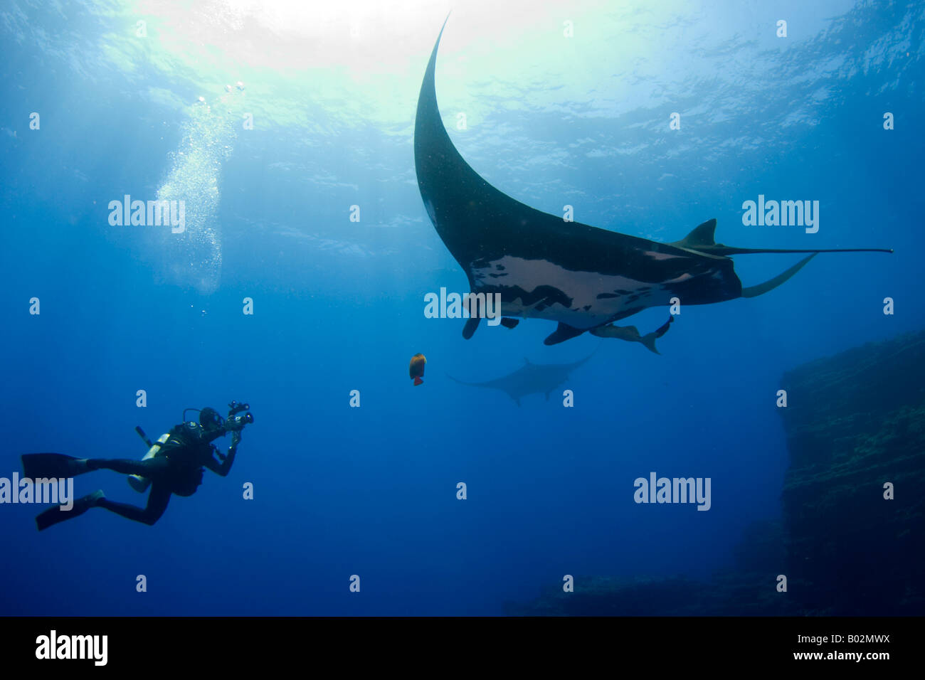 Manta Ray in Revillagigedo Islands, Messico Socorro islands, subacquea, subacqueo, oceano pacifico, pesce, scuba diving,, mare, fotocamera Foto Stock