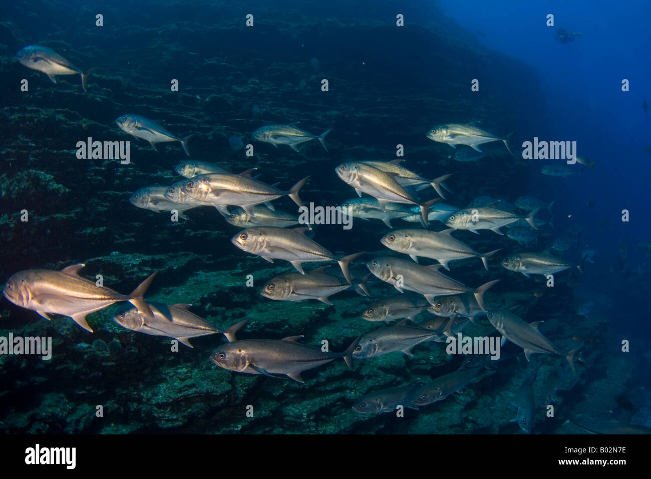 Pesce in Revillagigedo isole isole Socorro, subacquea, oceano pacifico, scuola di pesce, acqua azzurra, scuba diving, Foto Stock