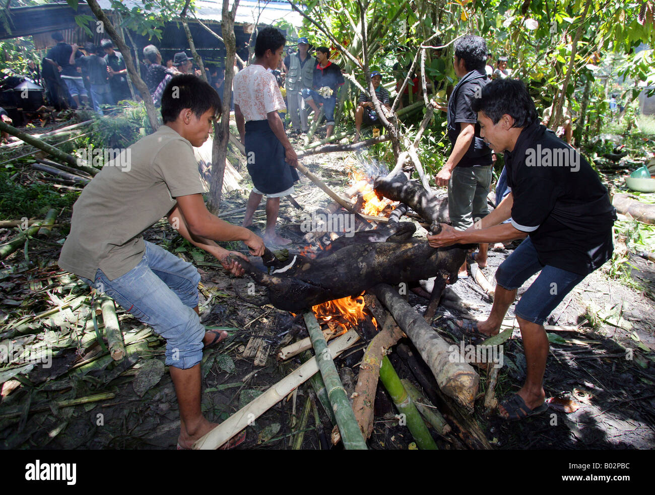 Indonesia Sulawesi, Tana Toraja,, arrosti di suini per il sacrificio durante i riti funebri Foto Stock