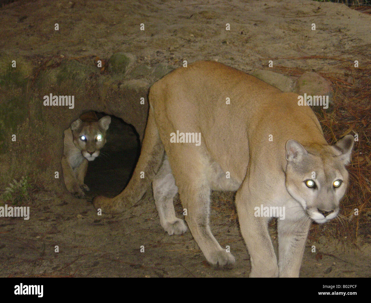 Florida Panthers Foto Stock