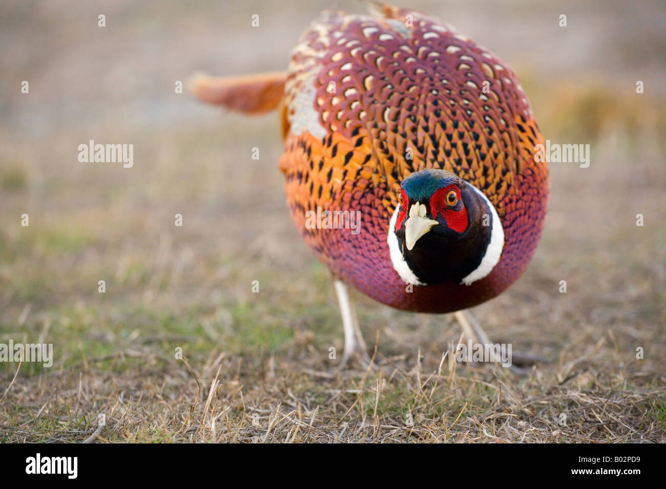 Il fagiano comune (Phasianus colchicus) noto anche come anello di fagiano a collo alto Foto Stock