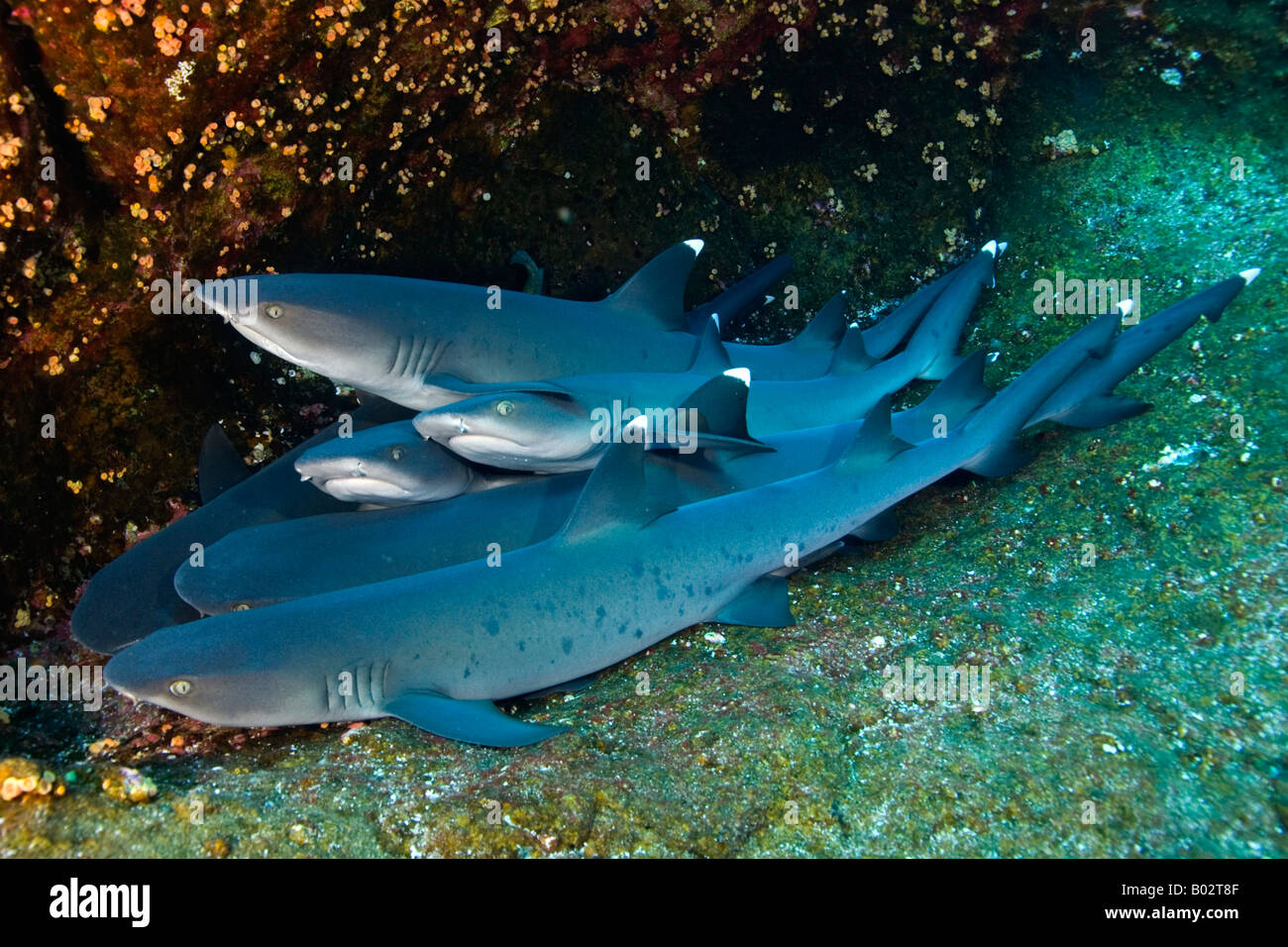 Squalo in Revillagigedo isole Socorro, punta bianca squalo predatore, pericoloso, scuba diving, oceano pacifico, subacquea, mare Foto Stock