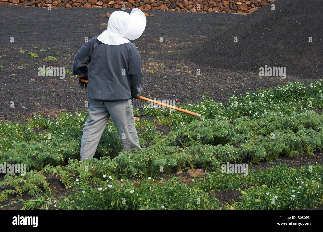 Lanzarote: Locale donna che lavorano nel campo Foto Stock