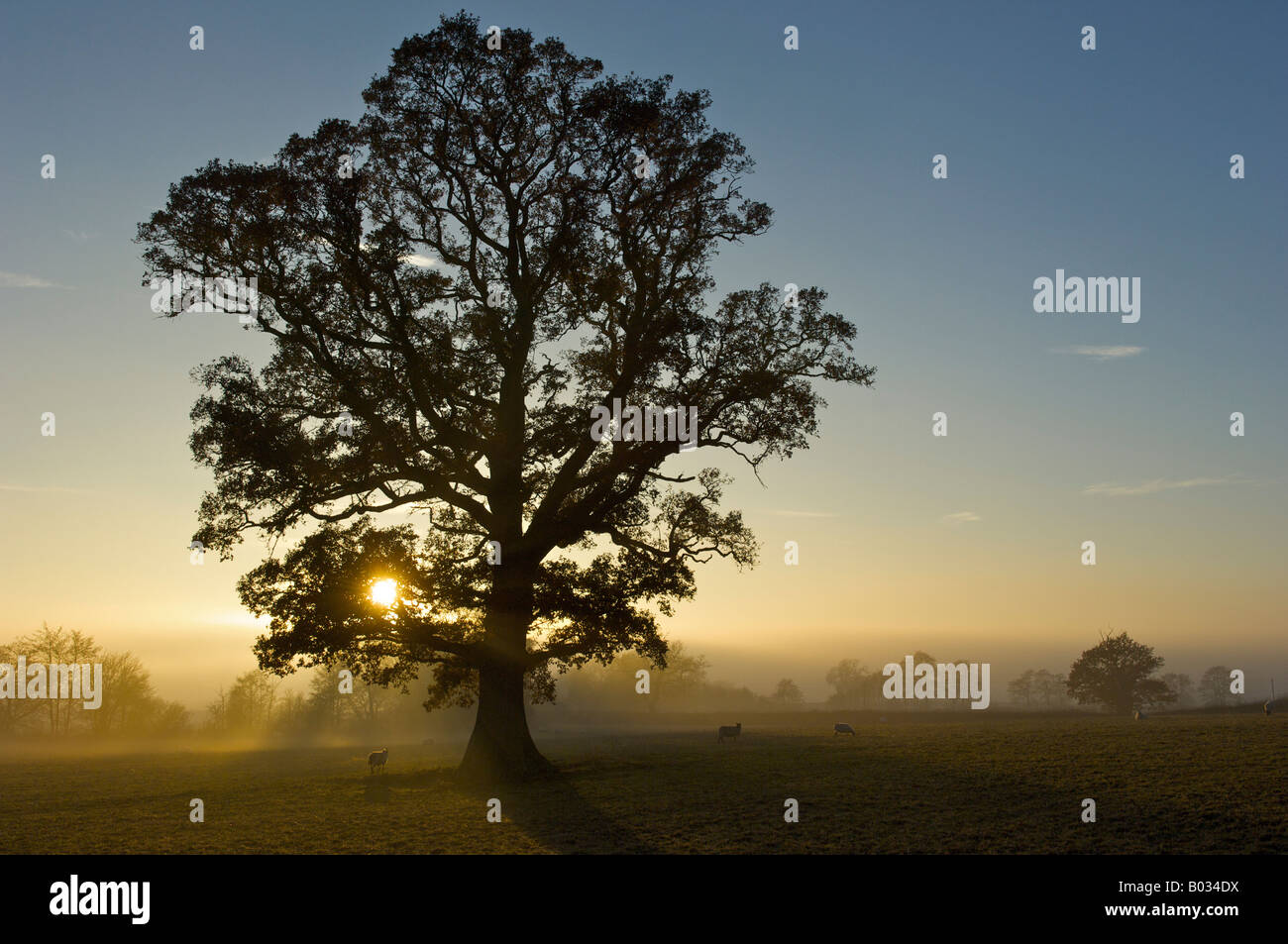 Misty tramonto su un campo di ovini dell'Herefordshire campagna Foto Stock