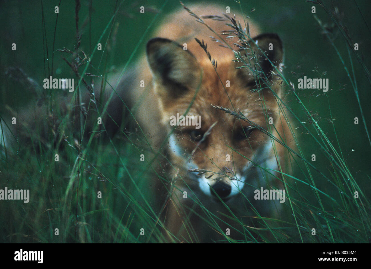 Un rosso volpe (Vulpes vulpes) in erba alta, Svezia Foto Stock