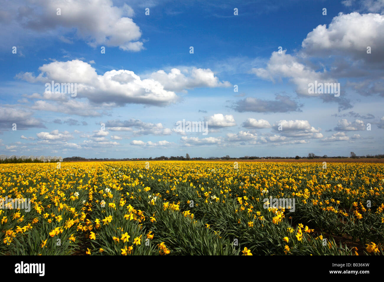 Campo della molla Giunchiglie in Lincolnshire campagna Foto Stock
