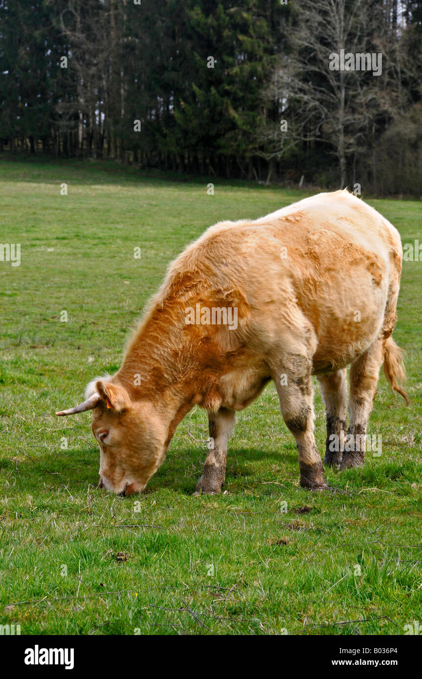 Un giovane vacca in un campo Foto Stock