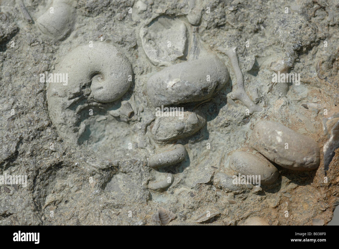 Di conchiglie fossili Cincinnatian lumaca strata Ordovician superiore periodo Foto Stock