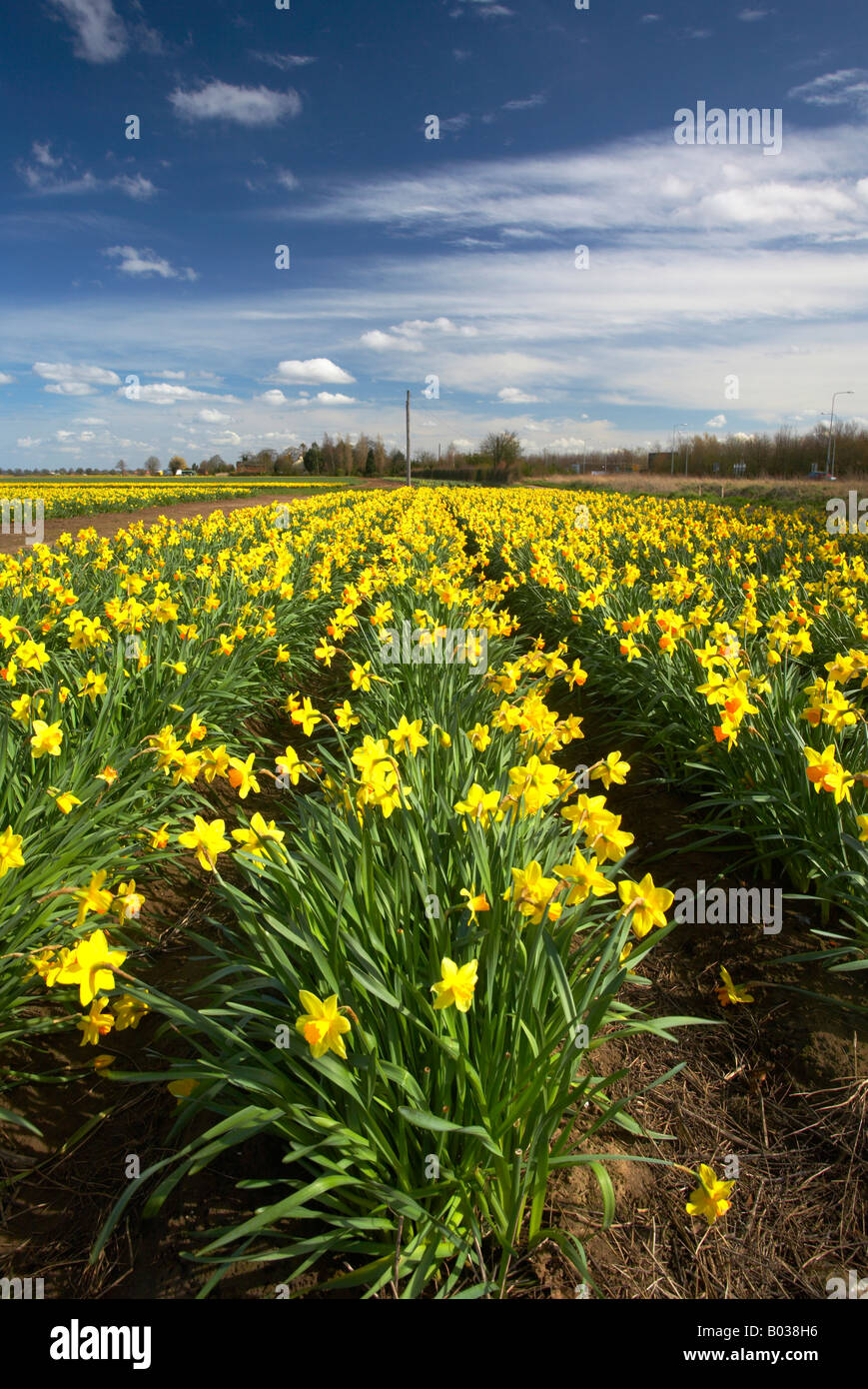 Campo della molla Giunchiglie in Lincolnshire campagna Foto Stock