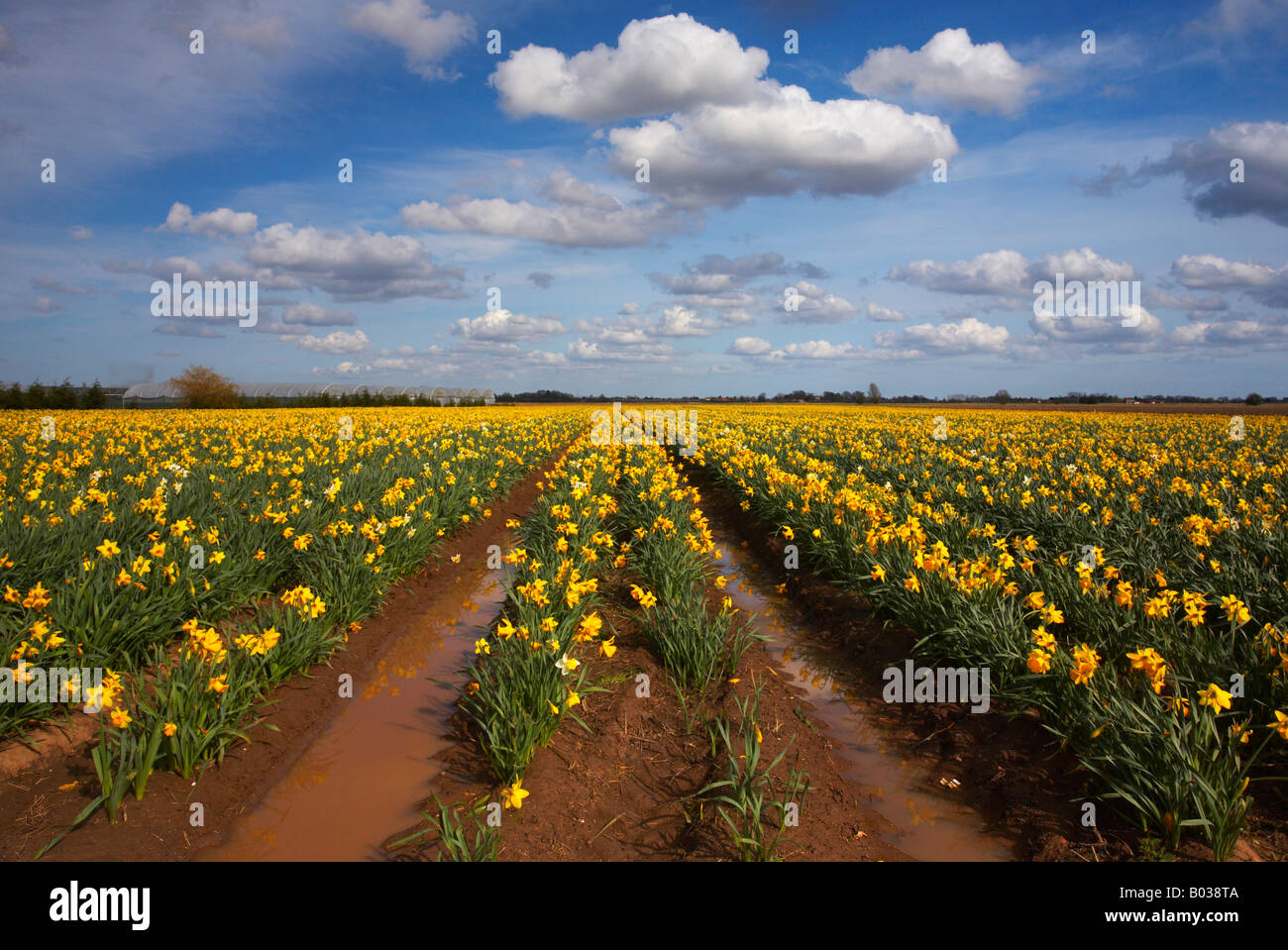 Campo della molla Giunchiglie in Lincolnshire campagna Foto Stock