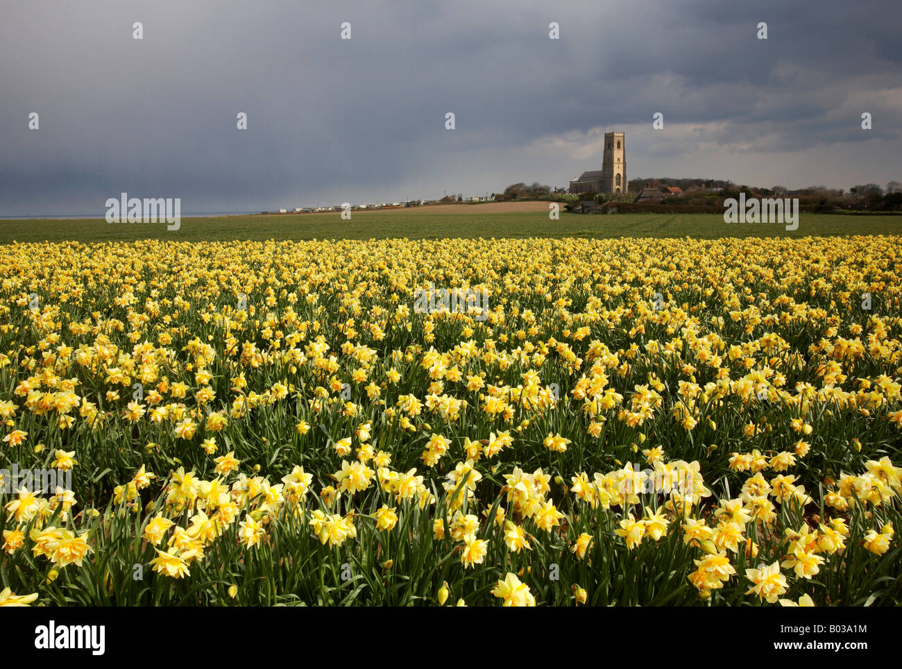 Campo della molla narcisi davanti alla tradizionale costruito in selce Happisburgh chiesa in campagna di Norfolk Foto Stock