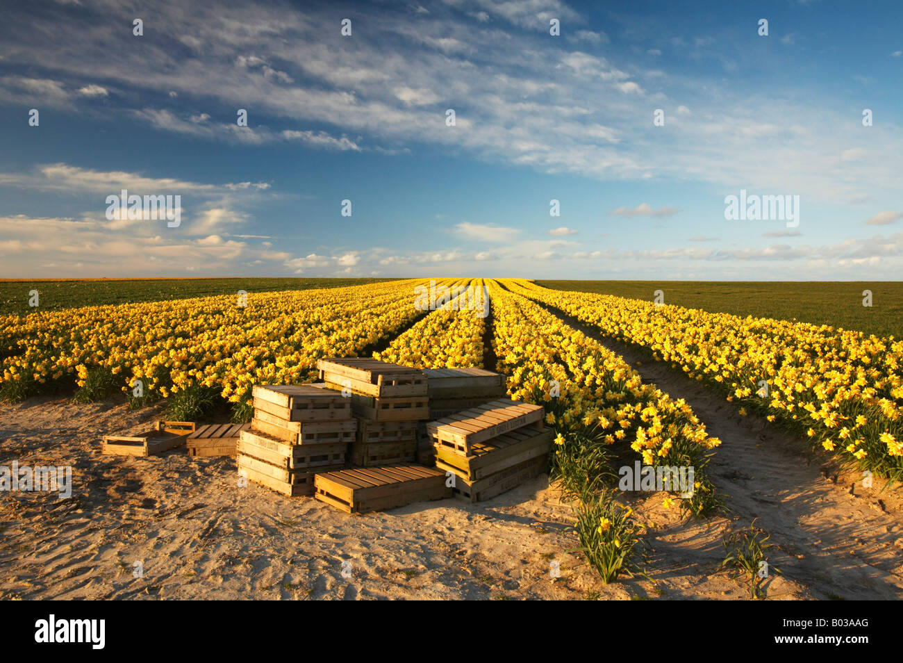 Le casse vuote in un campo di narcisi in campagna di Norfolk Foto Stock