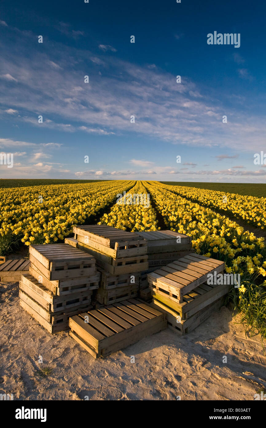 Le casse vuote in un campo di narcisi in campagna di Norfolk Foto Stock