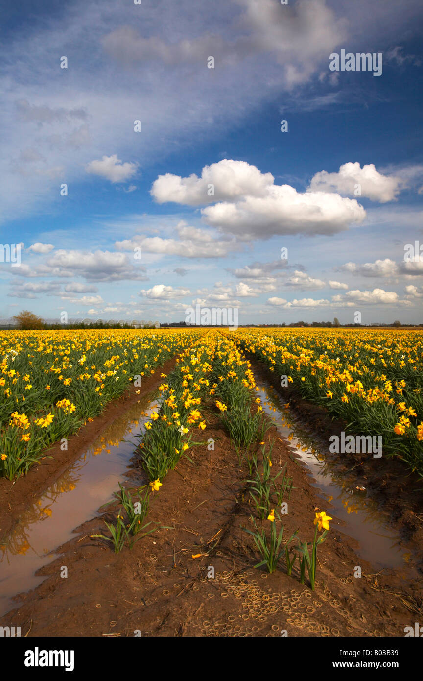 Campo della molla Giunchiglie in Lincolnshire campagna Foto Stock