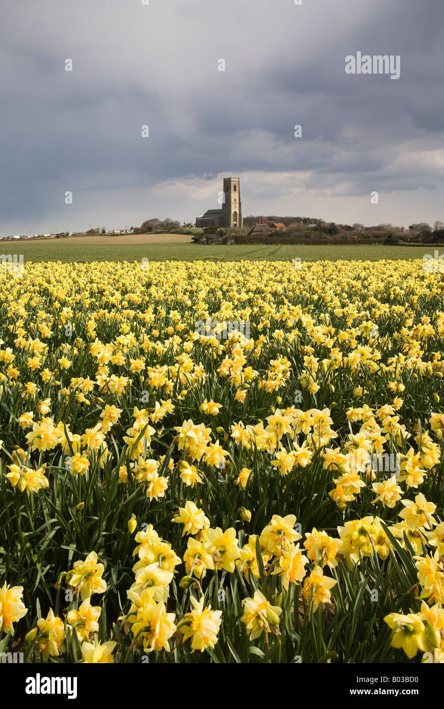 Campo della molla narcisi davanti alla tradizionale costruito in selce Happisburgh chiesa in campagna di Norfolk Foto Stock