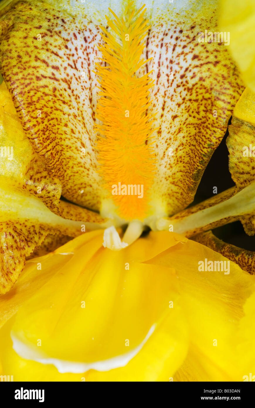 Barbuto iris gialla fiore closeup Foto Stock