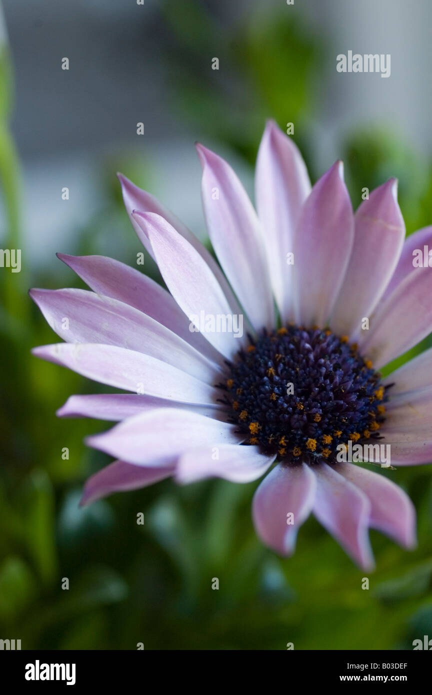 Dettaglio di un Africano Daisy flowerhead con unsharp lascia Foto Stock