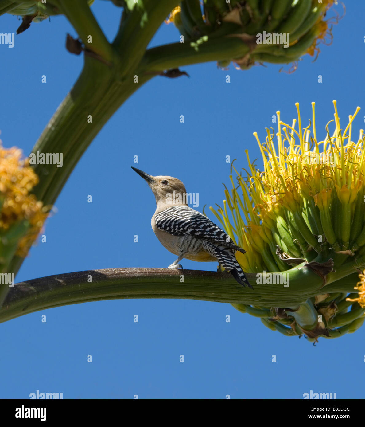 Femmina picchio Gila su un secolo impianto Arizona USA Foto Stock