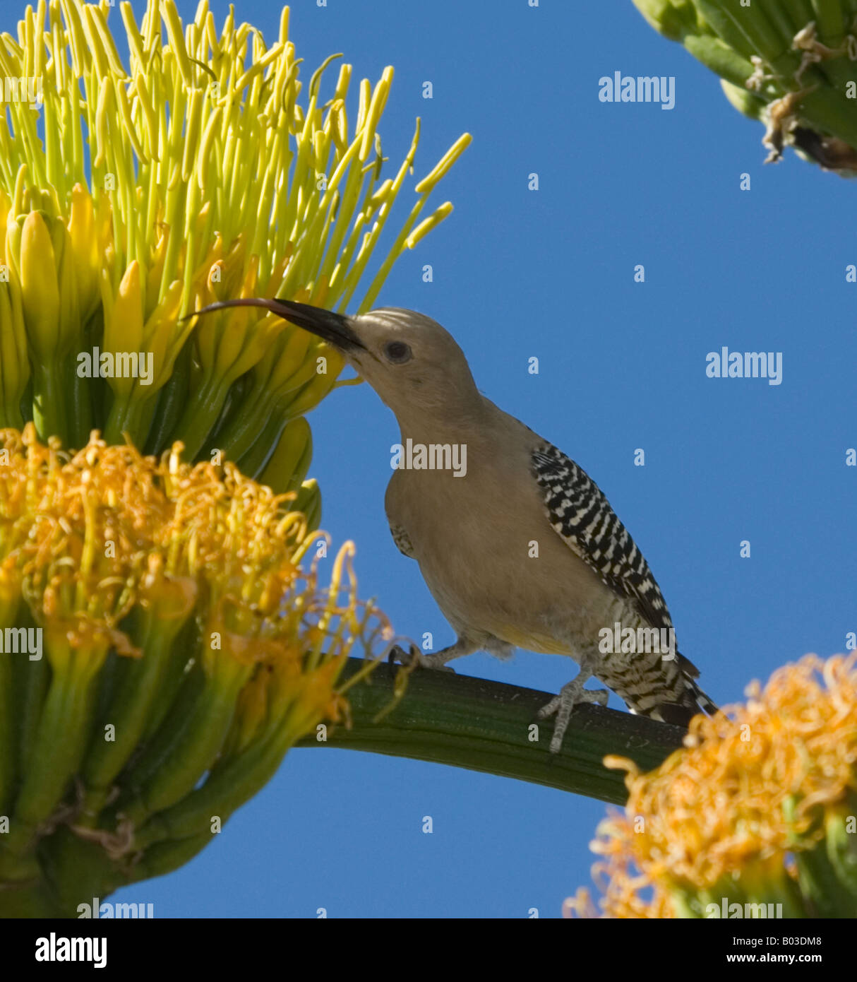 Femmina picchio Gila su un secolo impianto uropygialis Melanerpes Foto Stock