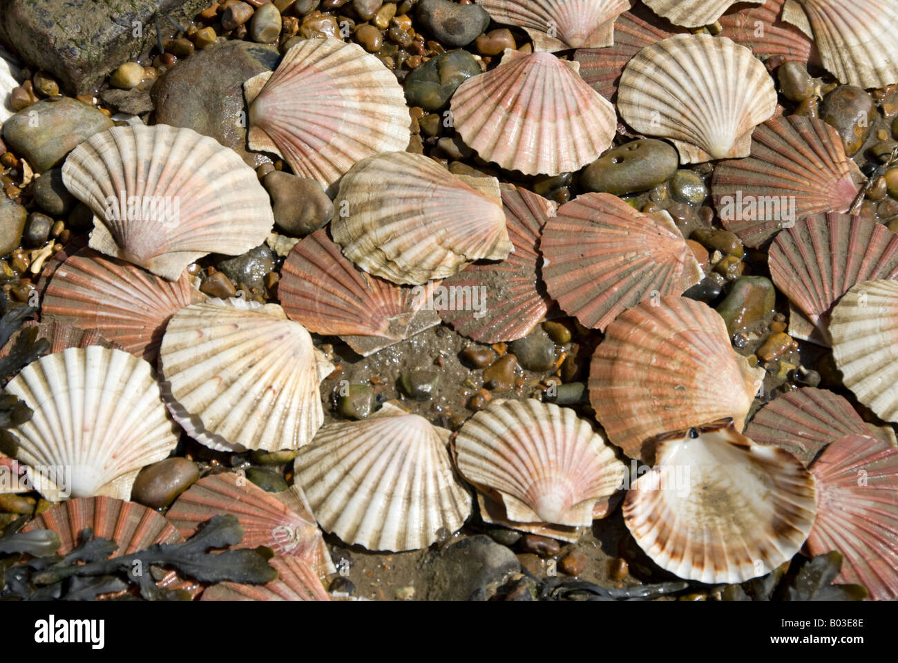 Conchiglie sulla spiaggia a Folkestone, Kent, Inghilterra. Foto Stock