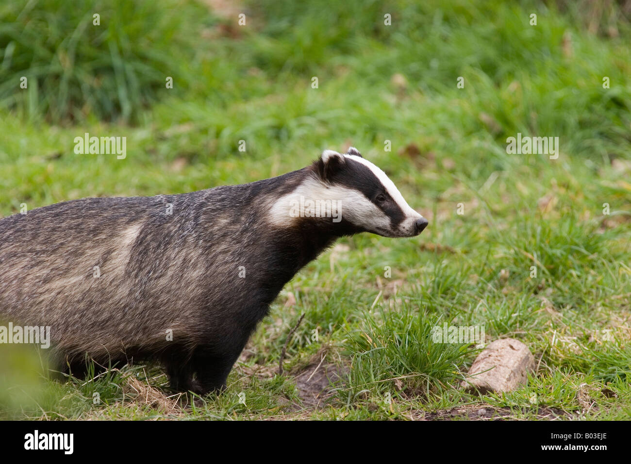 Eurasian Badger (Meles meles) Foto Stock