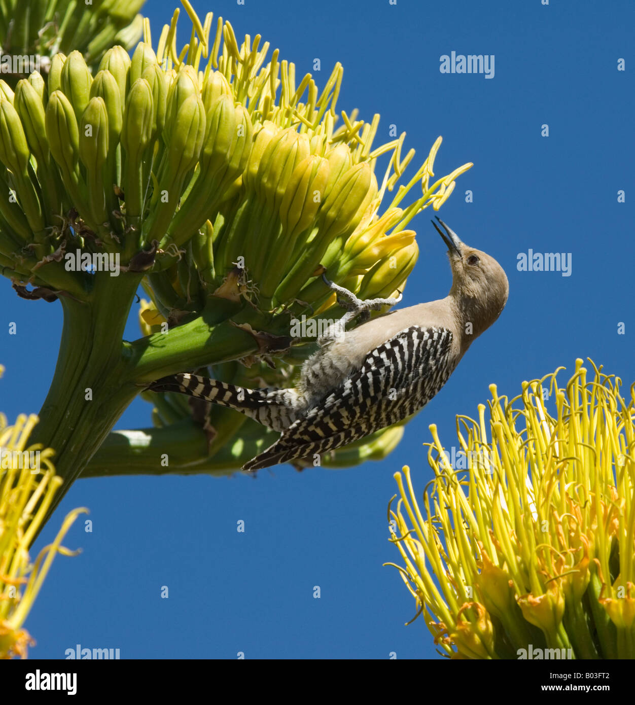 Femmina picchio Gila su un secolo impianto uropygialis Melanerpes Foto Stock