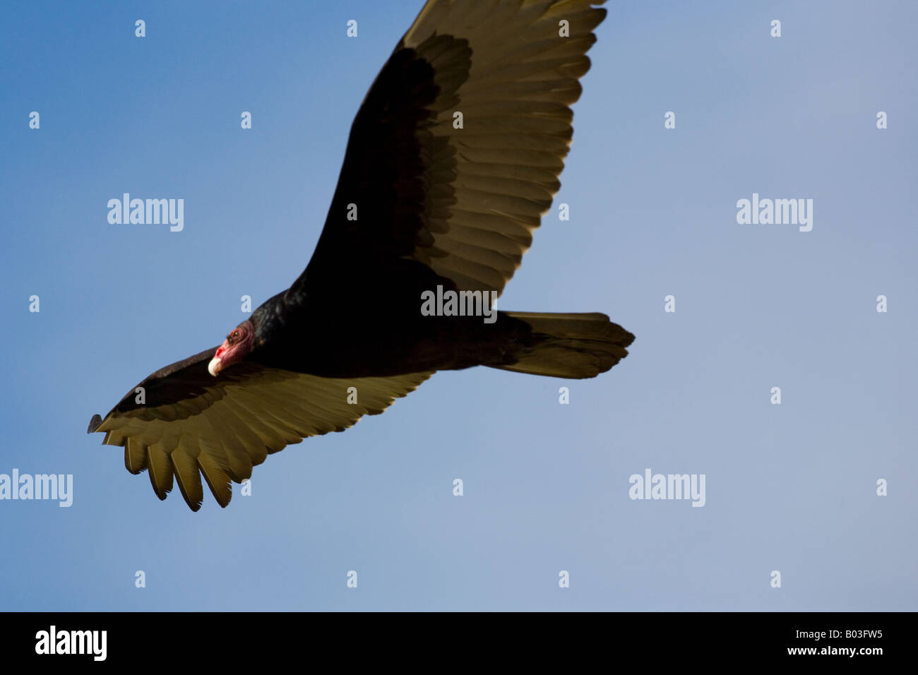 La Turchia Vulture (Cathartes aura) in volo Foto Stock