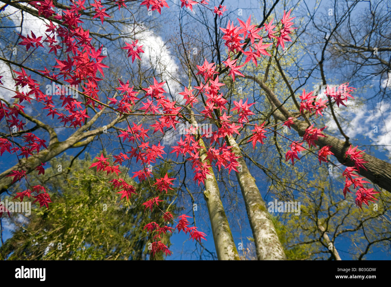 Un rosso acero palmate all'inizio della primavera (Francia). Erable palmé rouge (Acer palmatum carminium) au printemps (Francia). Foto Stock