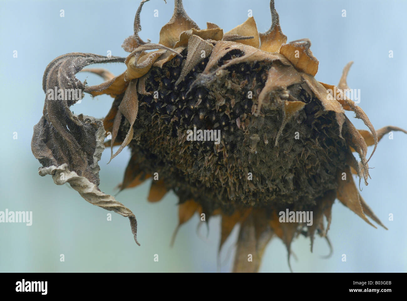 Morto e essiccato testa di girasole Foto Stock