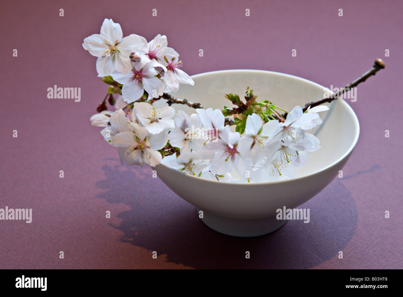 Japanese Cherry blossom in a bowl Foto Stock