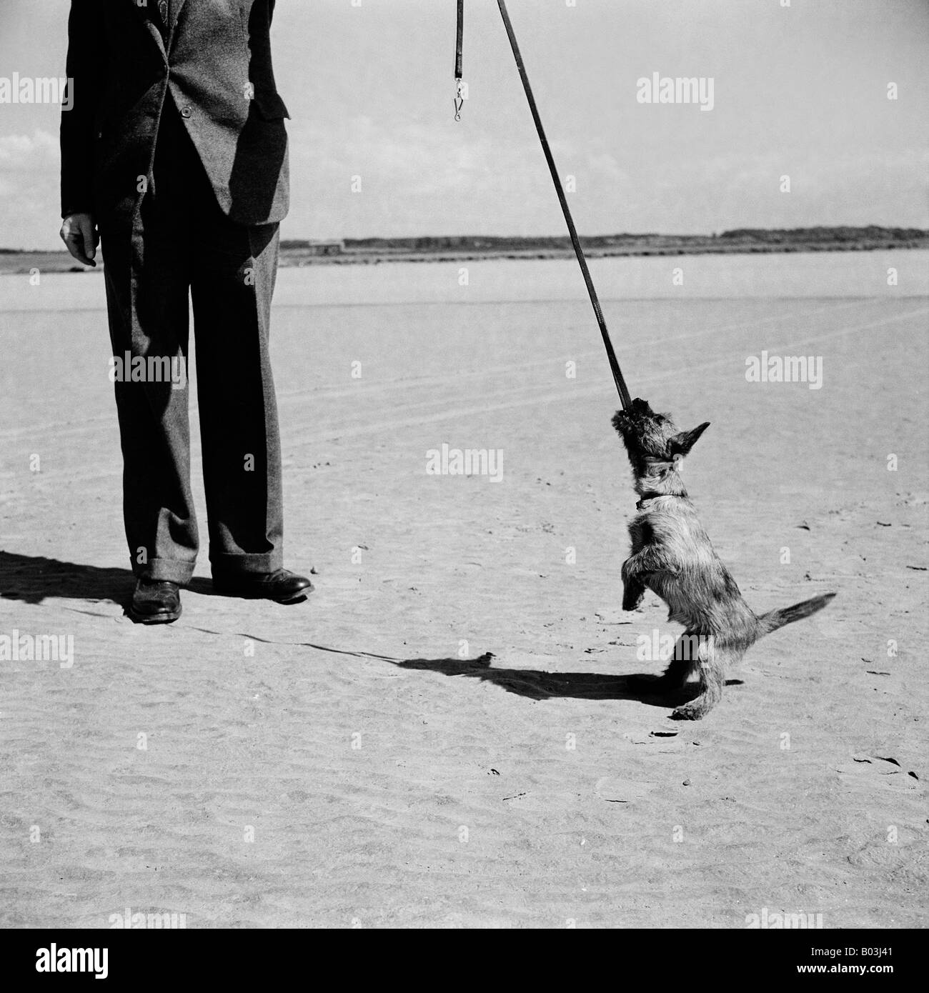 Vecchio vintage snapshot di un uomo e di una piccola terrier cucciolo di cane masticare SUL PIOMBO Foto Stock