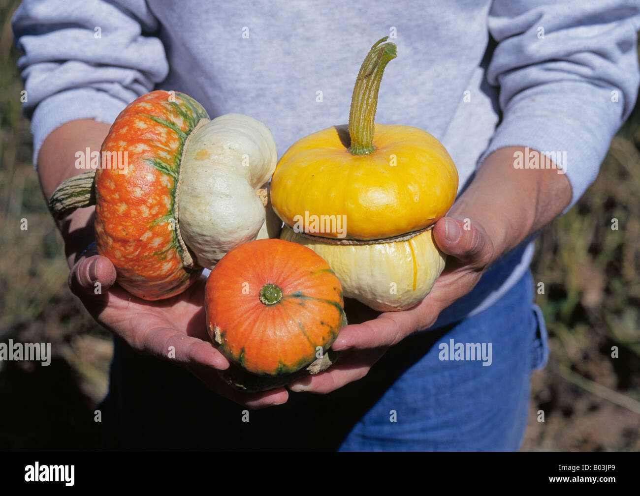 Una contadina contiene campi da squash e zucche dalla sua famiglia giardino nel centro di Iowa Foto Stock
