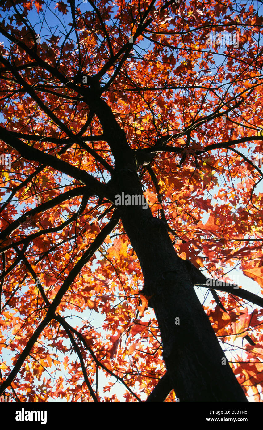 Acero in autunno Ahornbaum im Herbst piante Pflanzen Laubbaum Laubbaeume alberi decidui acero acer ahorn Foto Stock