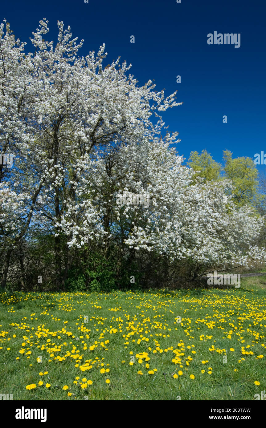 Ciliegi fioriti con tarassaco prato in Germania, la molla Foto Stock