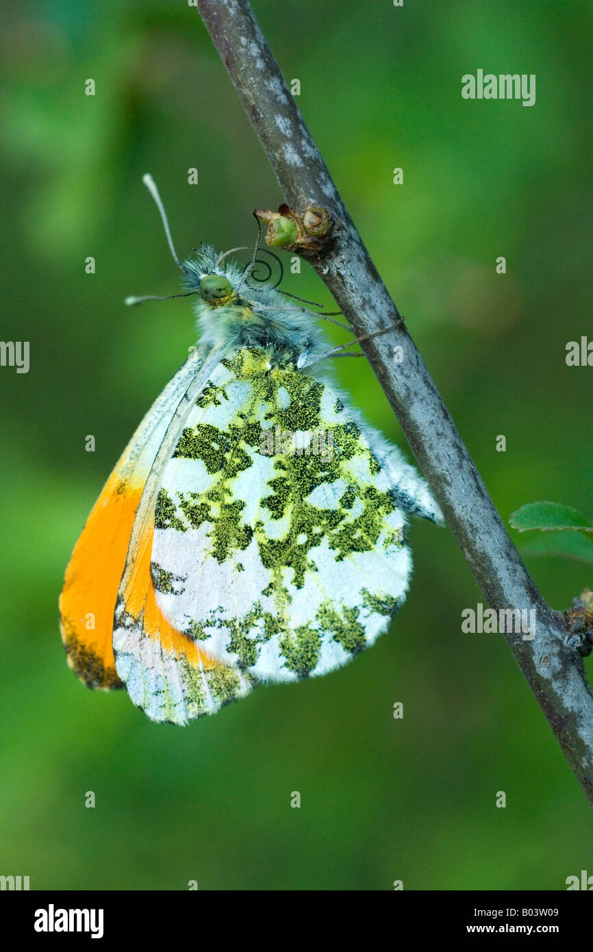 Punta arancione Aurorafalter anthocharis cardamines butterfly Foto Stock