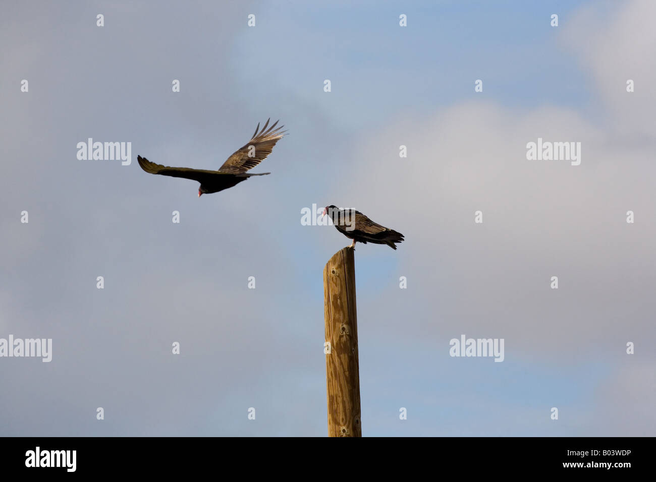 La Turchia Vulture (Cathartes aura) in volo Foto Stock