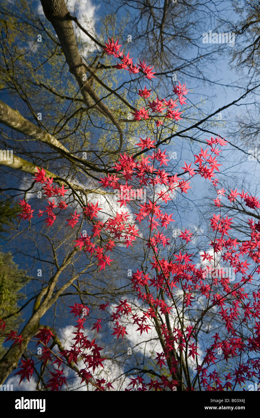Un rosso acero palmate all'inizio della primavera (Francia). Erable palmé rouge (Acer palmatum carminium) au printemps (Francia). Foto Stock
