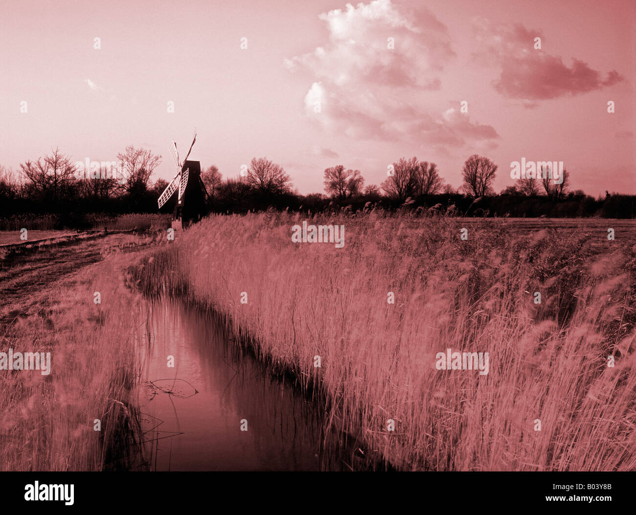 Wicken fen norfolk England Regno Unito Foto Stock