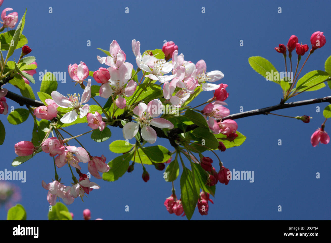 Inglese fiore in primavera Foto Stock