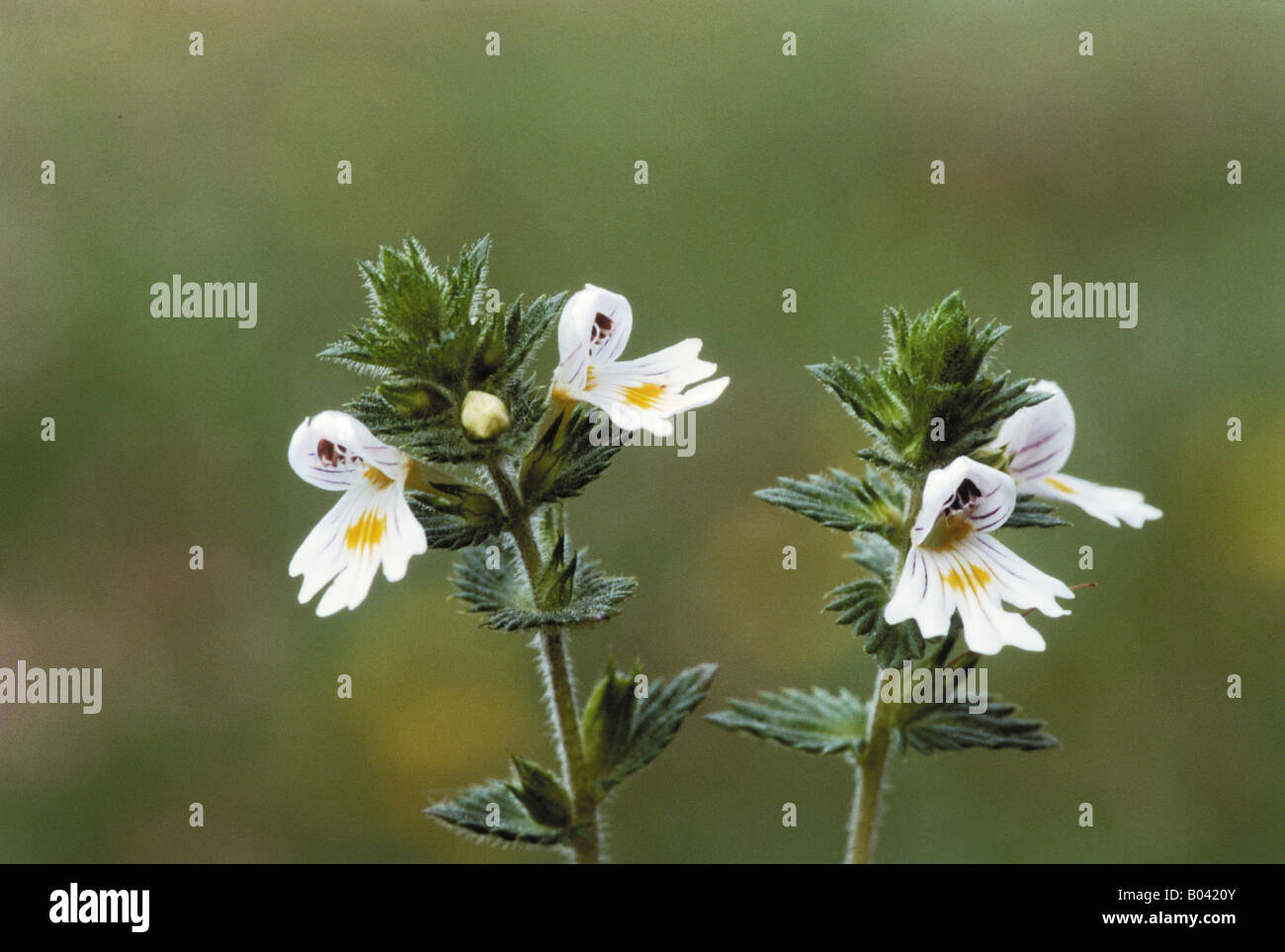 Augentrost euphrasia officinalis eyebright Foto Stock