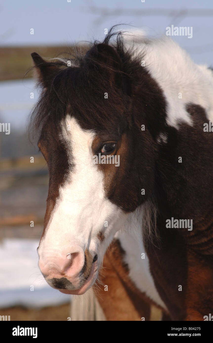 Schwarzweiss Pony bianco e nero pony Foto Stock