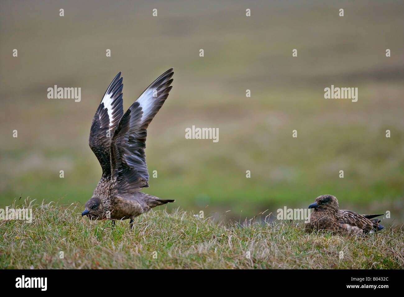 Grande Skua Stercorarius skua una coppia seduta sulla brughiera il corteggiamento Hermaness Riserva Naturale Unst Isole Shetland Scozia UK Foto Stock