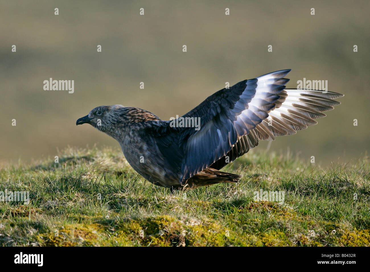 Grande Skua Stercorarius skua uccello adulto visualizza il comportamento di corteggiamento Hermaness Riserva Naturale Unst Isole Shetland Scozia UK Foto Stock