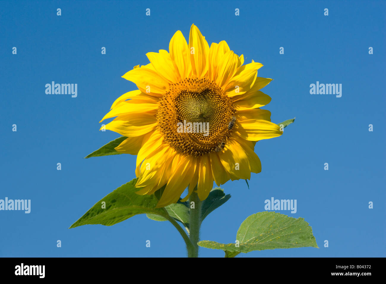 Fiore di un girasole con honeybee Apis mellifera alla ricerca di nettare Baden Württemberg Germania Foto Stock