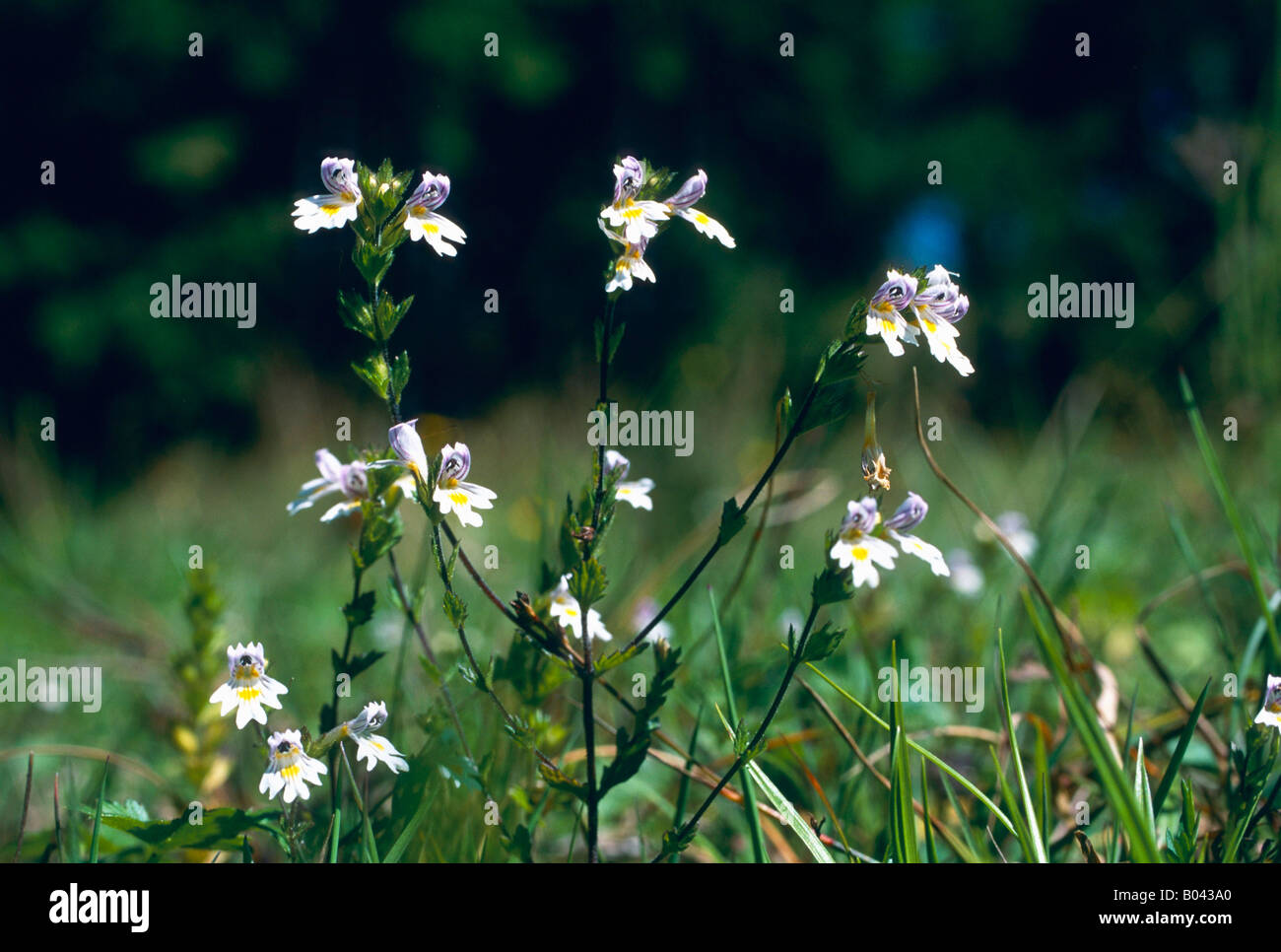 Steifer Augentrost Euphrasia stricta officin augentrost euphrasia officinalis eyebright Foto Stock